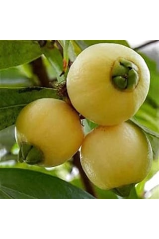 Gül Elması Fidanı Rose Apple 4 Yaş 100 Cm Nadir Tür