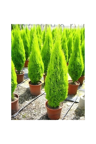 Limon Servi Cupressus Macrocarpa Goldcrest 100 Cm