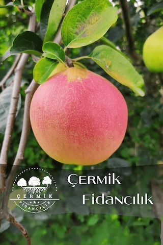 Aşılı Vahapbey Kırmızı Ayva Fidanı 3 Yaş