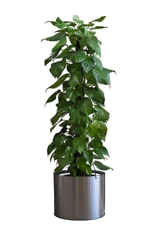 Safestore Saksı Çiçek Duvar Çıkartması, İç/dış Mekan Kullanımı, Siyah Renk, 90 Cm X 30 Cm Genel