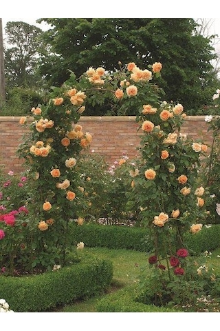 Somon Kayısı Yediveren Sarmaşık Gül Fidanı 15-25 CM