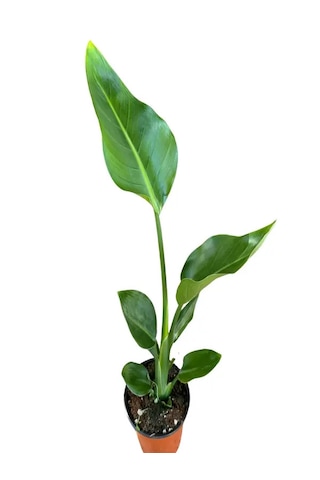 Starliçe Cennet Kuşu 50-60 Cm Tek Gövdeli