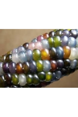 100 Adet Tohum Nadir Renkli Boncuk Mısır Tohumu Organik Bahçe