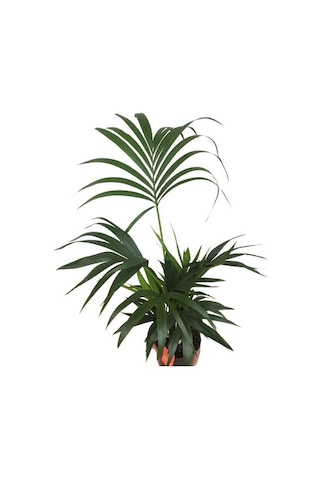 Howea Forsteriana Kentia Palmiyesi İthal - Kentya - 120 Cm