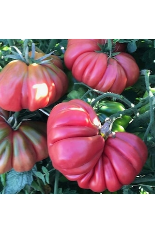 Pink Accordion Etli Pembe Domates Tohumu 15 Tohum