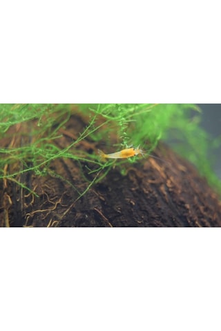 Rili Karides Turuncu 4 Ad 1-2 Cm