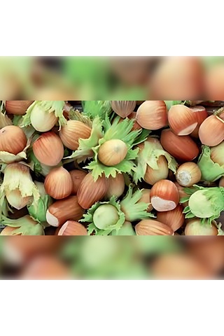 Giresun Yabanisi Fındık Fidanı 70 İle 120 CM Arası 5 Adet