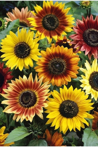 Ayçiçek Tohumu Autumn Beauty Pastel Renkler Helianthus Annuus
