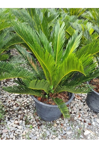 Cycas Revoluta - Sikas Japon Sago Palmiyesi 55-80cm Canlı İç Dış Mekan Bitkisi