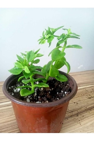 Buz Çiçeği Fidesi Fidanı 3 Adet 10-20 Cm Aptenia Cordifolia