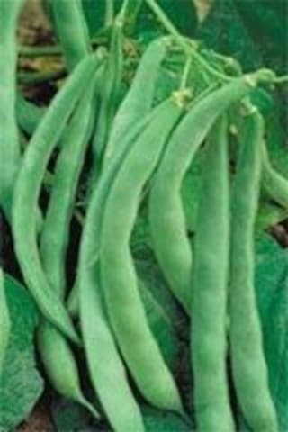 Gina Oturak Fasulye Tohumu 100 GR N114581