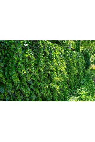 Duvar Sarmaşığı Hedera Helix 80-100 Cm
