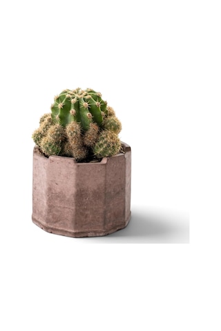 Tr Zevli Ateliera El Yapımı Beton Saksı + Canlı Sukulent & Kaktüs Koleksiyonu Kızıl Toprak, Geo, Echinopsis O