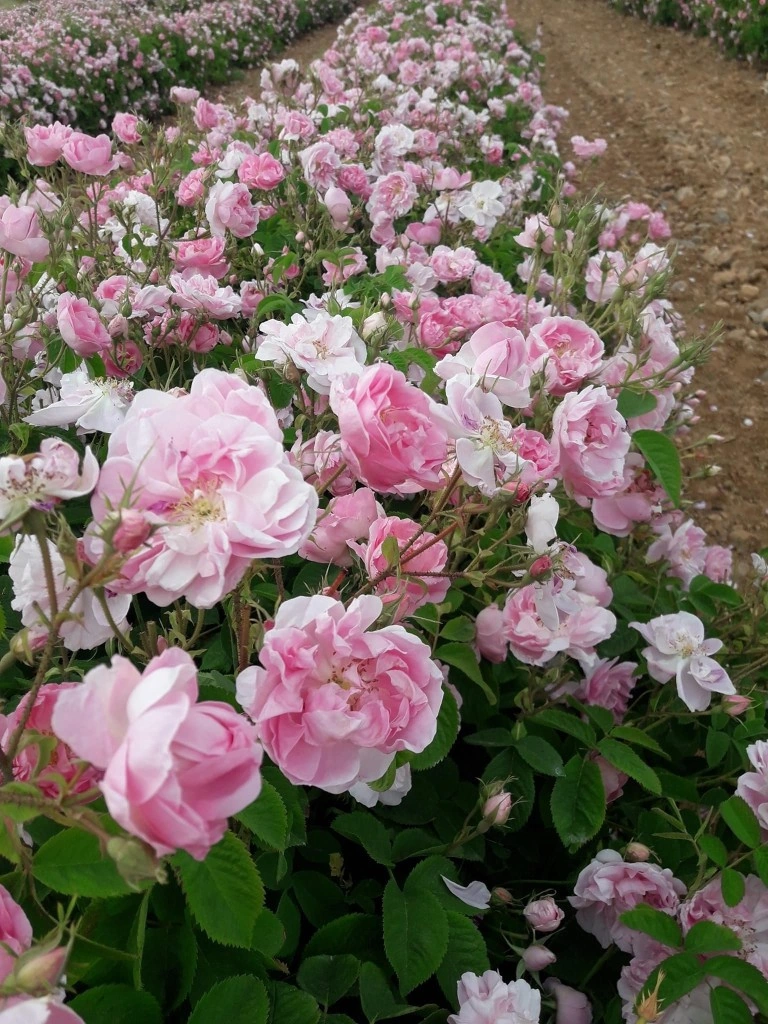 Pembe Yediveren Gül Fidanı Polyanna 1 Adet 10-20 Cm