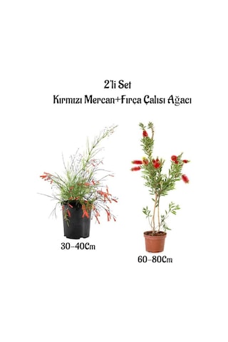 Kırmızı Renk Mercan Çiçeği Fidanı+fırça Çalısı Ağacı Fidanı 2'li Set Bahçe Bitkisi