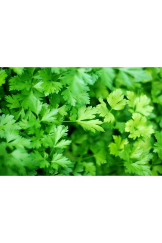 Maydanoz Tohumu D'giant İtaliana Çeşidi, 1 Gram, 700 Adet