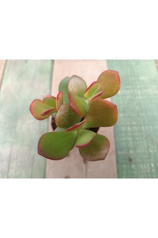 Crassula Ovata Hummels Sunset Para Ağacı 10-20 Cm