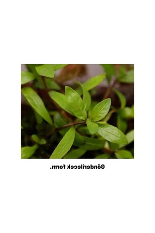 Kolay Akvaryum Zemin Bitkisi - Canlı Hygrophila Polysperma Rosanervig