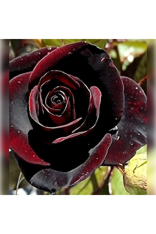 Kırmızı Kadife Gül Koyu 50-80 Cm