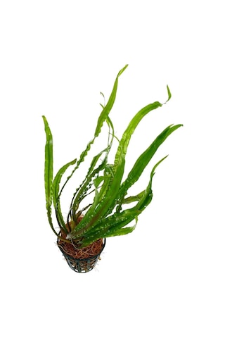 Ada Akvaryum Amazon Hançeri Cryptocoryne Crispatula 1 Kök 30 x 40 Cm