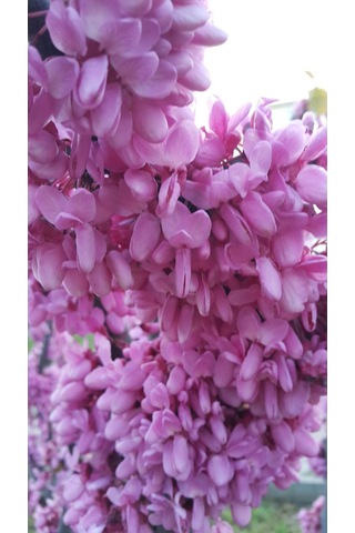 Pembe Çiçekli Erguvan Fidanı Cercis Siliquastrum - 1-2 Yaşında,