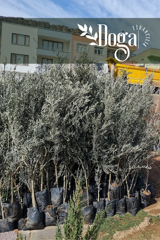 1.5 Metre Aşılı Gemlik Trilye Zeytin Fidanı 5 Yaş