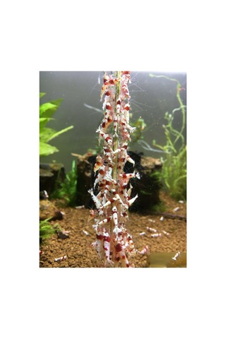 Shrimps Forever Mineral Shrimps Stick 10 Lu Paket