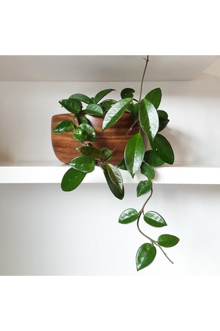 Mum Çiçeği Hoya Carnosa - Askılı Saksıda
