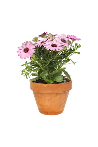 Videolu Bodrum Papatyası Pembe Renkli 20 35 Cm 1 Adet Saksılı Begonia Semperflorens