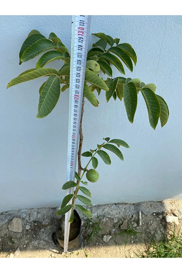 Chandler Cinsi 2 Yaş Meyve Veren Ceviz Fidanı Tüplü Yaklaşık 125 Cm Canlı Ve Sağlıklı