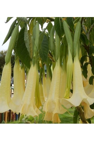 Cennet Borazanı Boru Çiçeği Yoğun Kokulu Sarmaşık 30-50 Cm