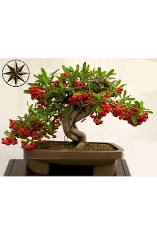 Bonsai Kahve Ağacı Tohumu Ağaç Tohumları 5 Adet Tohum