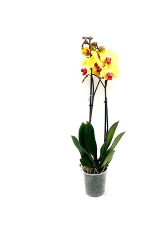 Phalaenopsis Orkide , Çift Dallı Orkide 60-80cm Arası Boyunda, Koyu Sarı - 48358573