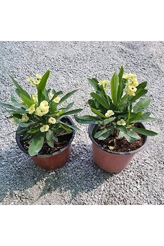 3' Lü Dikenler Tacı Çiçeği Euphorbia Milli Dikenler Tacı 10-20 Cm