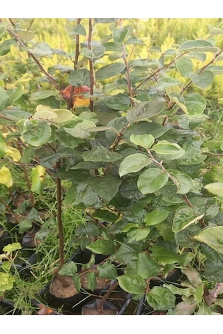 Eşme Aromatik Ayva Fidanı Aşılı Bol Verimli Soğuğa Dayanıklı 70- 90 Cm