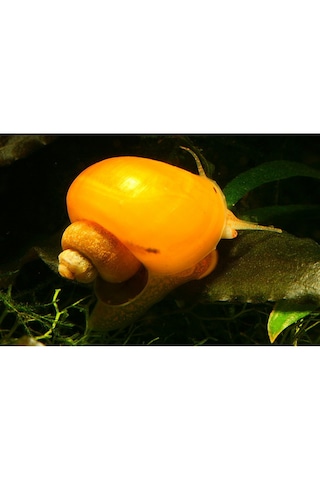 Elma Salyangozu Altın Damızlık Altı 10 Adet 5 Erkek 5 Dişi