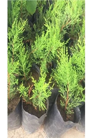 Videolu Kokulu Mini Limoni Servi Fidanı 20 Adet Tüplü/mini Saksılı 10-15 Cm Miniature Pine Tree