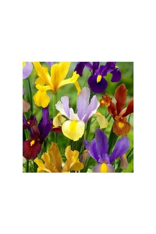 Golden Beauty Iris Süsen Soğanı - 10 Adet