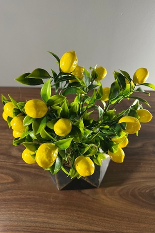 Eskitme Boyalı Geometrik Beton Saksıda Limon Ağacı 35cm Sarı-siyah