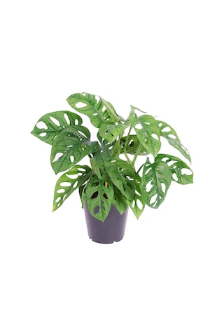 Delikli Devetabanı (Monstera Adansonii Monkey) Saksılı