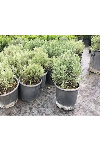Lavanta Bitkisi , Lavanta Fidanı 20/25 Cm Lavanta