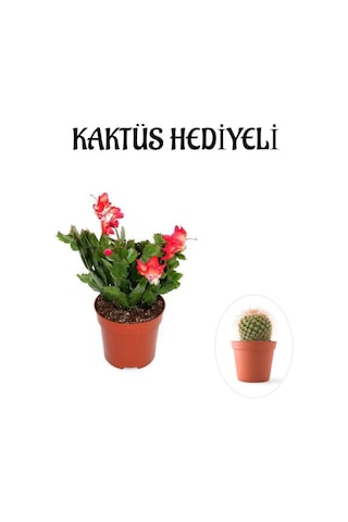 Hediyelik Kırmızı Renk Yılbaşı Çiçeği Sevgililer Gününe Özel Kaktüs Hediyeli