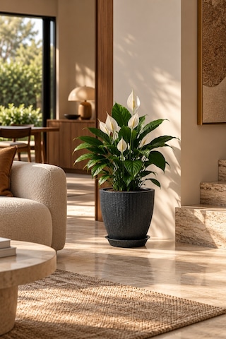 Bostann Dekoratif Saksı - Botonıa 010 - 13l - Antrasit 13 Lt