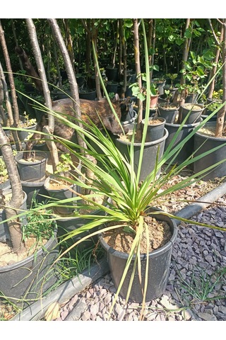 Yeşil Deniz Fidancılık Dracena Bitkisi 40-70 Cm