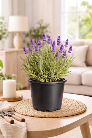 Canlı Kokulu Lavanta Çiçeği Saksıda 15-30 Cm 2 Litre Ev Ofis Bahçe Bitkisi Gerçek Doğal Lavandula