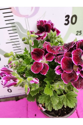 Bordo Ceylangözü Sardunya Pelargonium Domesticum - Renkli Süs Bitkisi