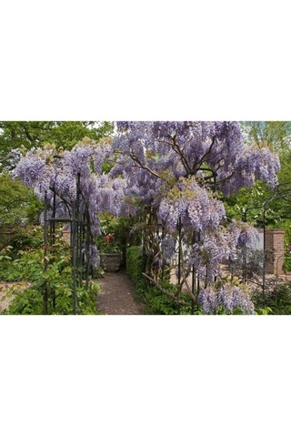 Videolu Mor Salkım 50-60 Saksılı/tüplü Dış Mekan Sarmaşık Bitkileri Wisteria