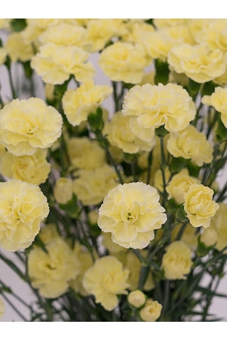 Videolu Kokulu Sarı Karanfil Çiçeği Fidanı 4 Adet Saksılı 30-50cm Salon Bitkisi Carnation Flower