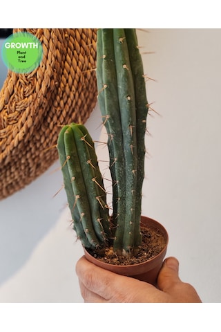 Trichocereus Bridgesii Bolivya Kaktüsü 1 Adet