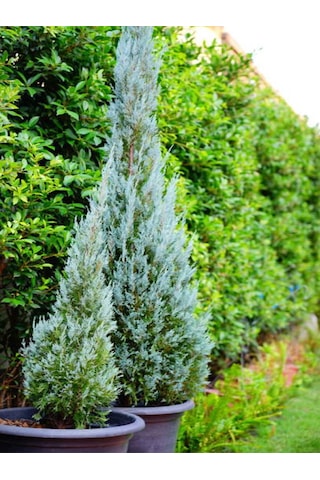 Videolu Leylandi Fidanı 35-50 Cm 1 Adet Saksılı/tüplü Dış Mekanağaç Cupressocyparis Leylandii